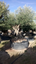olea europea- olivenbaum alt gross_7